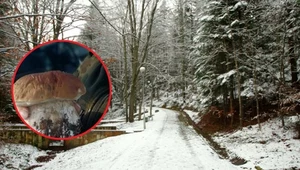 Widok borowika w grudniu wzbudził niemałe zaskoczenie. "Być może już ostatni tego roku" - napisali leśnicy na Facebooku