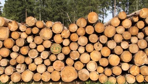 Gospodarka leśna jest szczególnie ważna dla Szwecji 
