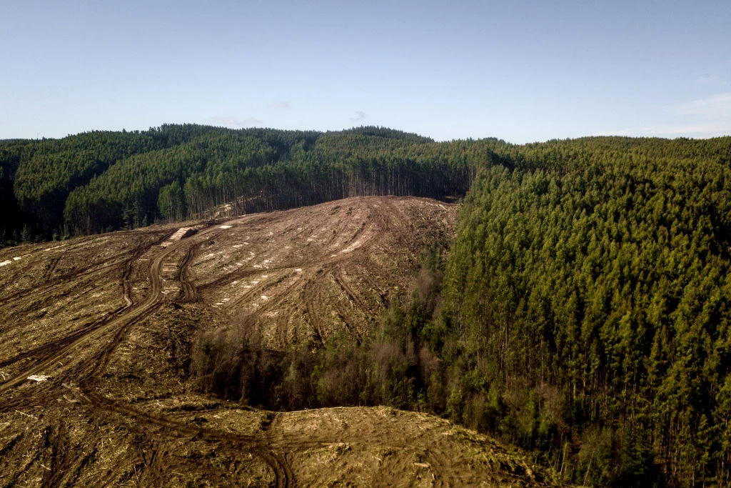 Naukowcy apelują o wycofanie biomasy leśnej z sektora energetyki odnawialnej