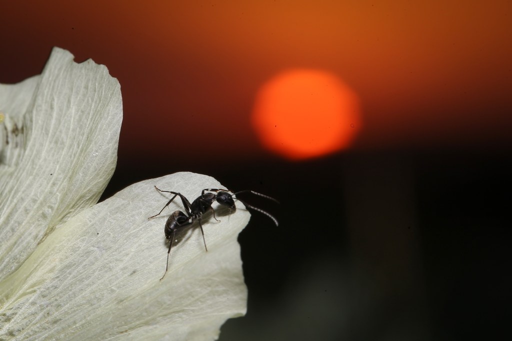 Poczwarki mrówek były uważane za bezużyteczne w społeczności mrówek. Teraz wiemy, że tak nie jest