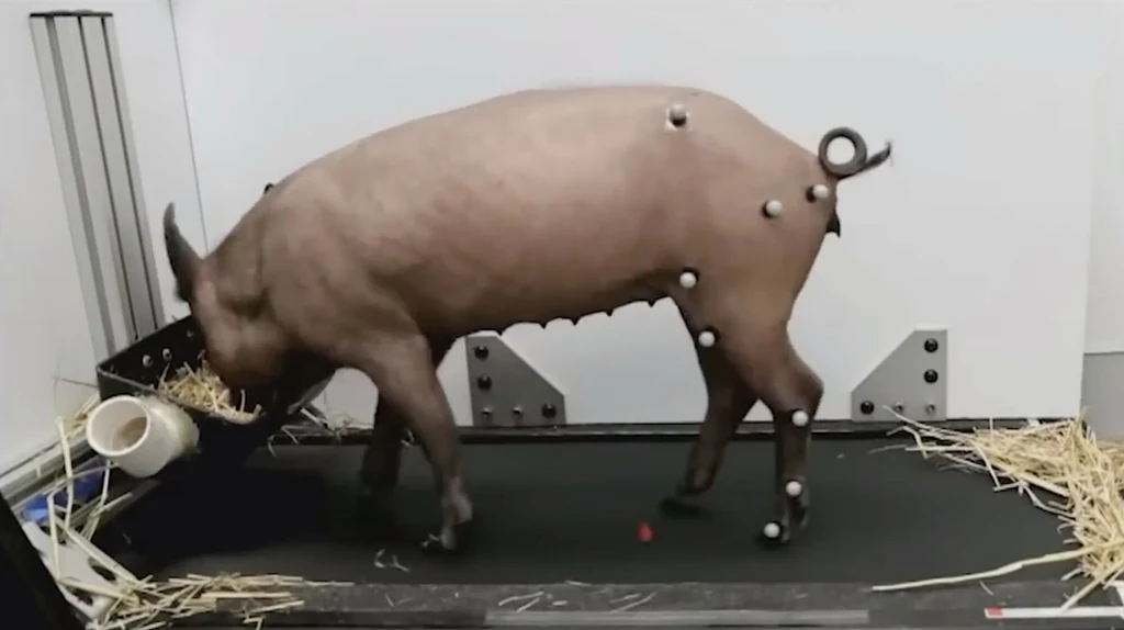 Urządzenie Neuralink zostało zademonstrowane na świni