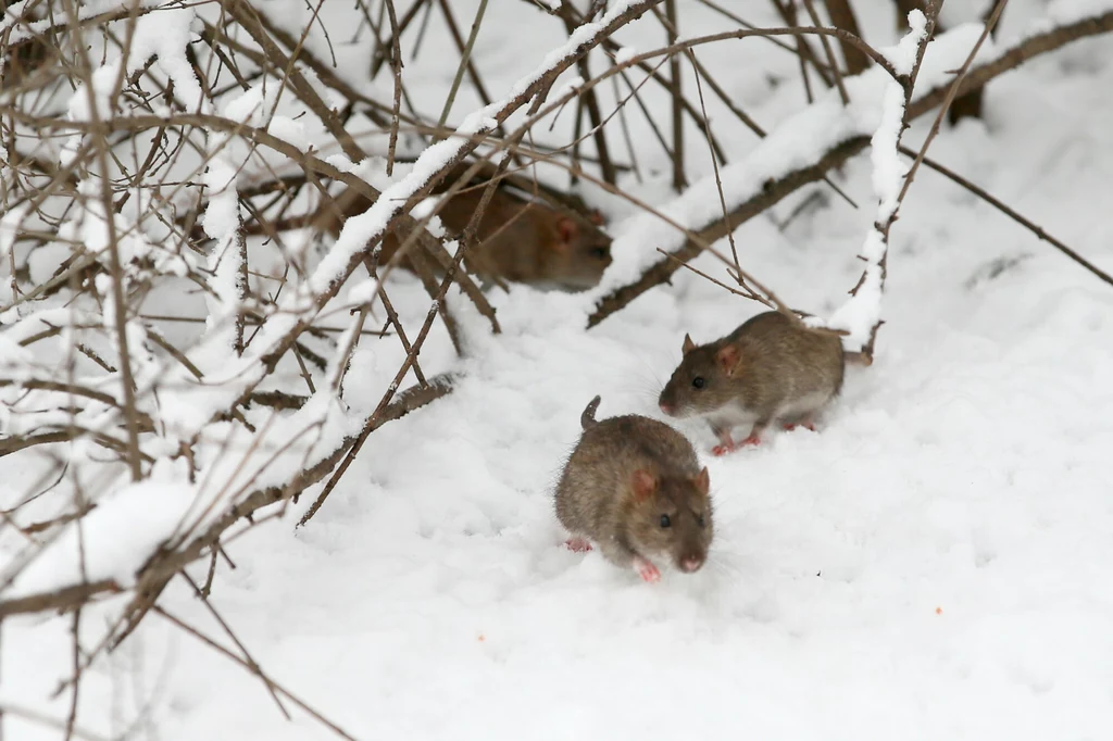Zimą szczury coraz chętniej i śmielej zbliżają się do człowieka 