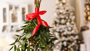 10 kwiatów i roślin, które kojarzą się ze świętami Bożego Narodzenia