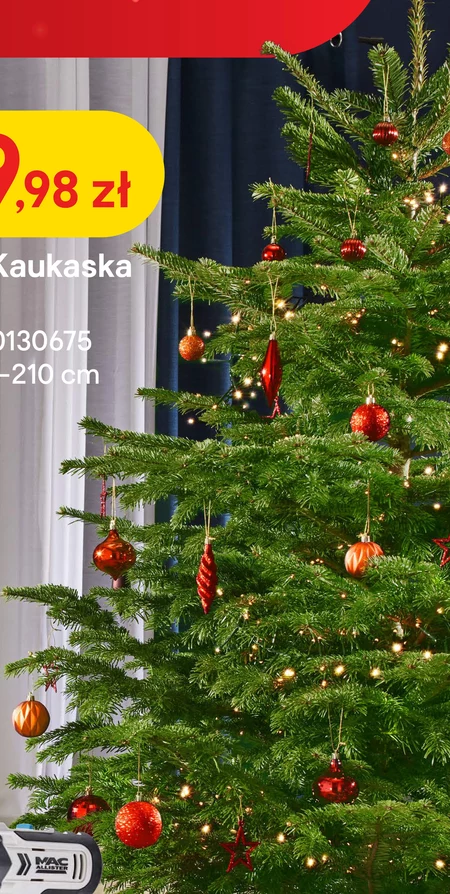 Jodła kaukaska