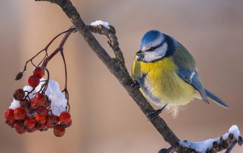 Zimą należy zatroszczyć się o ptaki i dzikie zwierzęta 