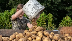 Ziemniak wyleczy raka? Polacy sprawdzają potencjał medycyny tradycyjnej