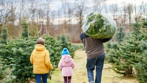 Ile zapłacimy za choinkę w 2025? Ceny delikatnie wzrosły