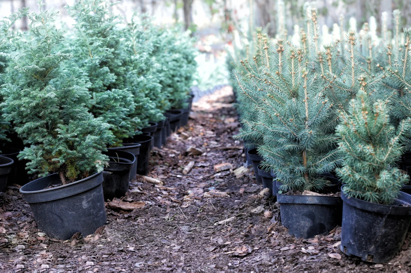 Obecnie na polskim rynku możemy wręcz przebierać w rodzajach choinek