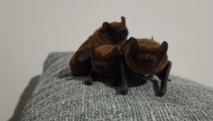 Nietoperze znalazły sobie dom w jednym z opolskich mieszkań