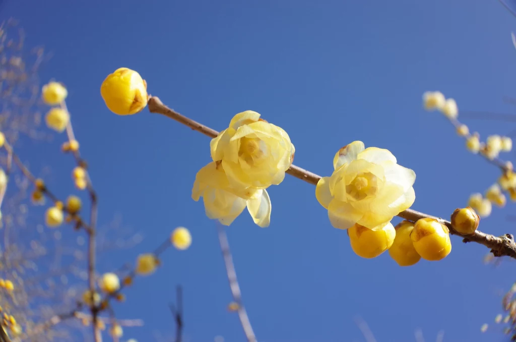 Zimokwiat wczesny jest mrozoodporny i dobrze znosi temperatury do -20°C. 