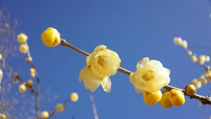 Zimokwiat wczesny jest mrozoodporny i dobrze znosi temperatury do -20°C. 