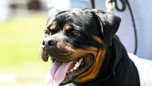 Rottweiler; zdj. ilustracyjne 