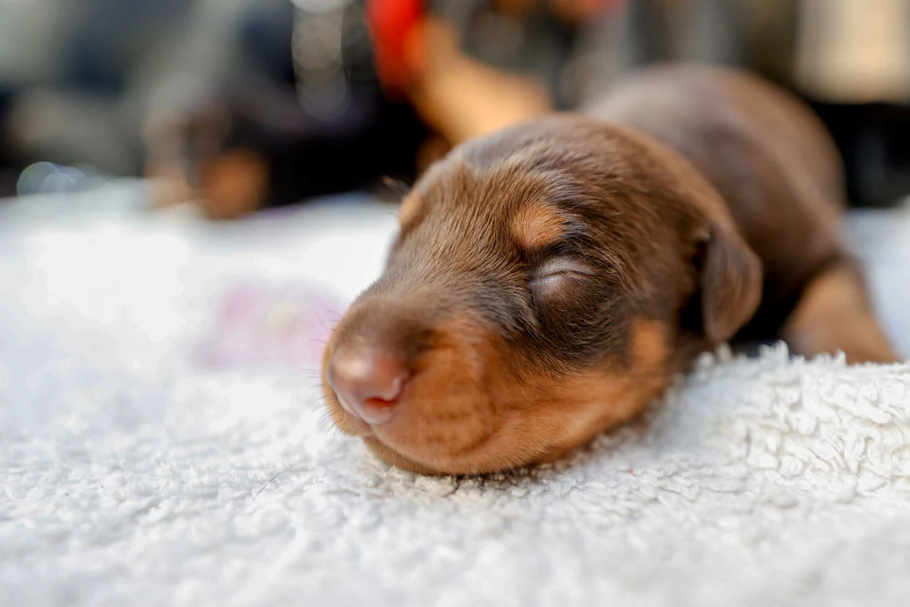 Rasa psa ma nikły związek z jego zachowaniem Rasa psa ma nikły związek z jego zachowaniem