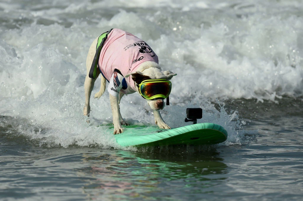 Rasa tylko w 9% określa zachowanie psa Rasa tylko w 9% określa zachowanie psa
