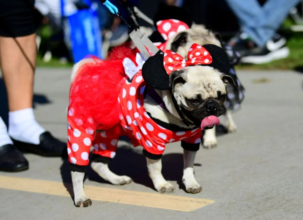 Większość współczesnych ras psów zostało wymyślonych dopiero 200 lat temu Większość współczesnych ras psów zostało wymyślonych dopiero 200 lat temu