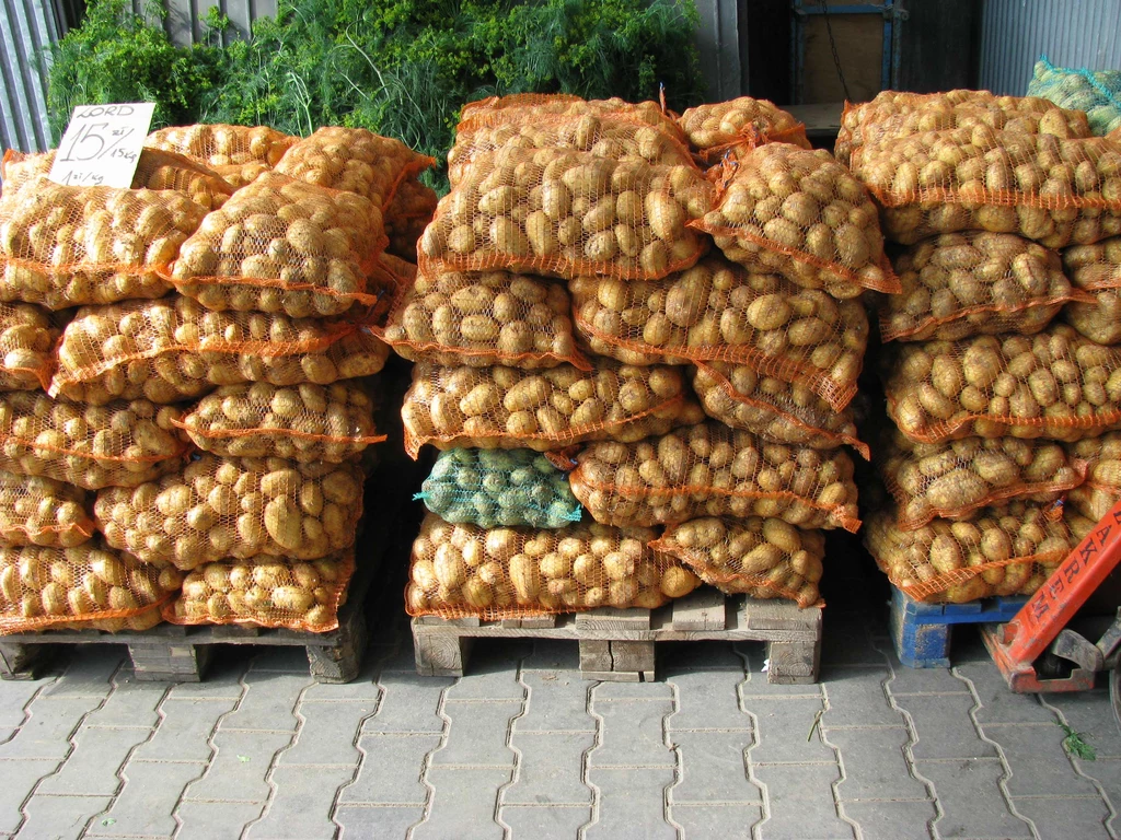 Polska drugim producentem ziemniaków w UE 