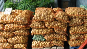 Polska drugim producentem ziemniaków w UE 