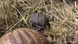 Pancernik bolita południowy urodził się w warszawskim zoo