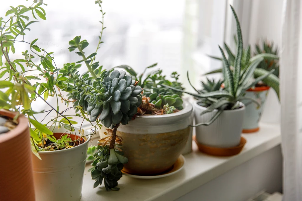 13 roślin, których nie powinniście uprawiać w mieszkaniu
