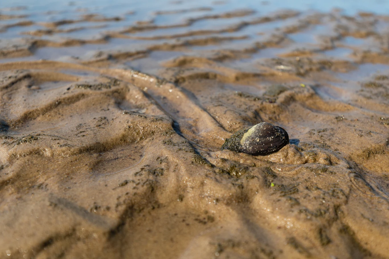 Populacje omułków w Tamizie w Wielkiej Brytanii spadły aż o 99 proc. w latach 1964-2020 Populacje omułków w Tamizie w Wielkiej Brytanii spadły aż o 99 proc. w latach 1964-2020
