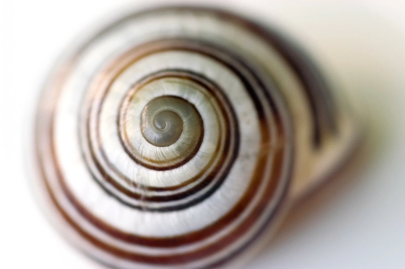 Paradoksalnie jedną z przyczyn wolniejszego wzrostu małży może być jednak fakt, że do Tamizy trafia coraz mniej ścieków. Paradoksalnie jedną z przyczyn wolniejszego wzrostu małży może być jednak fakt, że do Tamizy trafia coraz mniej ścieków.