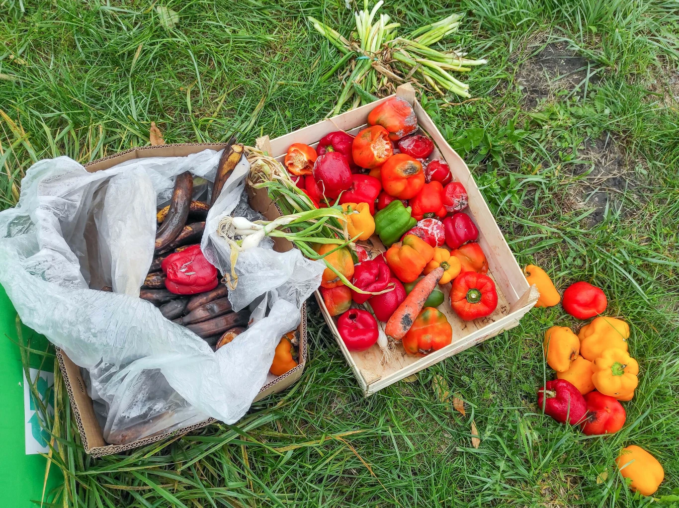 Warzywa zdatne do zjedzenia zostawione pod pojemnikiem na odzież używaną Warzywa zdatne do zjedzenia zostawione pod pojemnikiem na odzież używaną