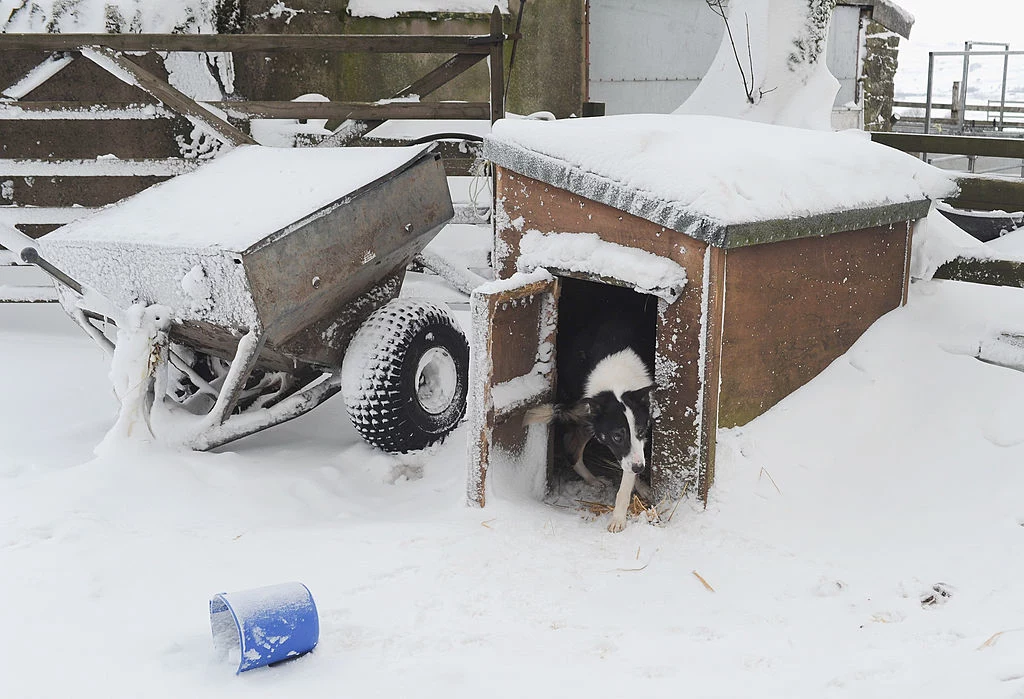 Psy są narażone zimą na wyziębienie