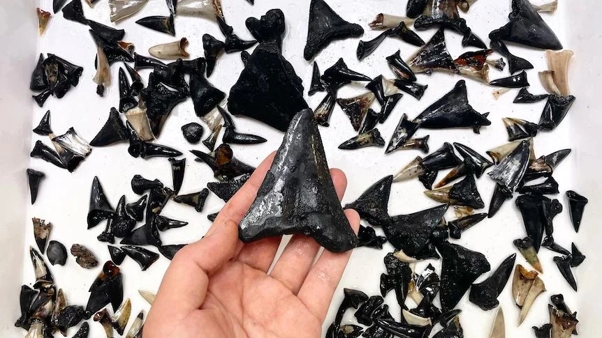 Takie skarby znaleźli naukowcy na cmentarzysku rekinów na dnie Oceanu Indyjskiego (Yi-Kai Tea/Museums Victoria Research Institute) Takie skarby znaleźli naukowcy na cmentarzysku rekinów na dnie Oceanu Indyjskiego (Yi-Kai Tea/Museums Victoria Research Institute)