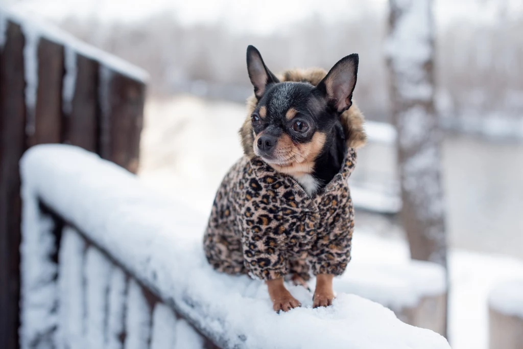 Zima to trudny czas dla psów. Właściciele powinni zadbać o ochronę ich łapek przed mrozem i solą drogową. 