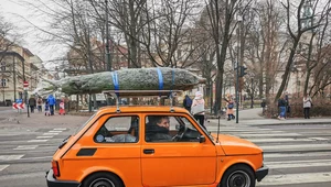 Nawet 500 zł mandatu za przewóz choinki. Jak uniknąć mandatu?