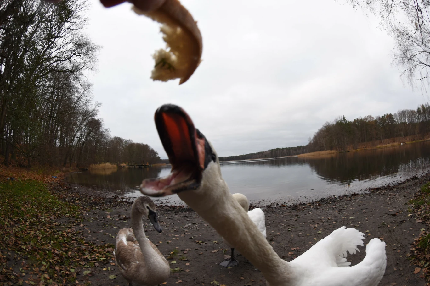 Tym nie powinniśmy karmić ptaków Tym nie powinniśmy karmić ptaków