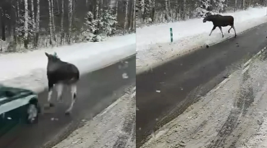 Łoś wszedł tuż przed radiowóz KAS. Potrącone zwierzę uciekło do lasu Łoś wszedł tuż przed radiowóz KAS. Potrącone zwierzę uciekło do lasu