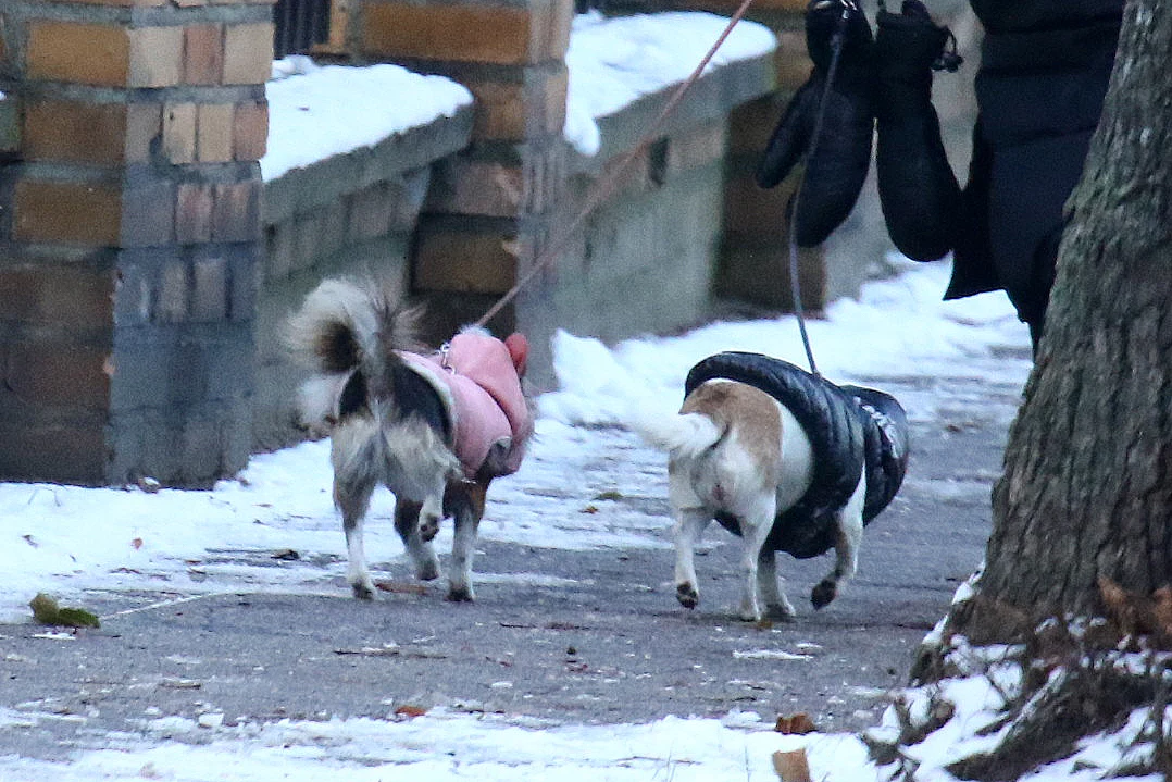 Ale słodkie! Ale słodkie!