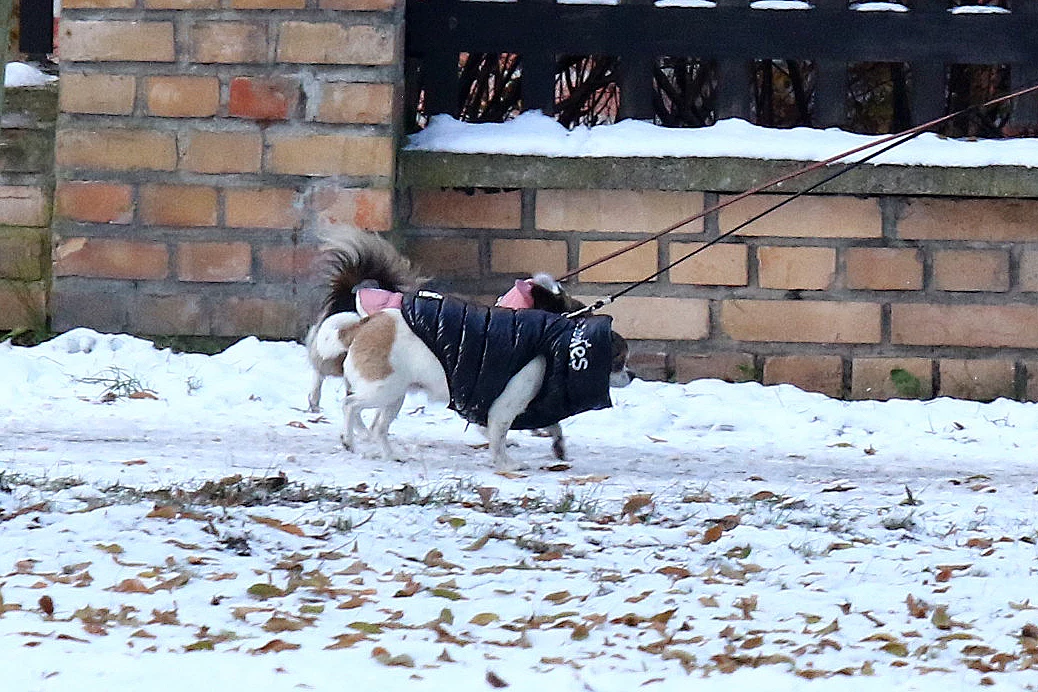 Pieski Marty Kaczyńskiej Pieski Marty Kaczyńskiej