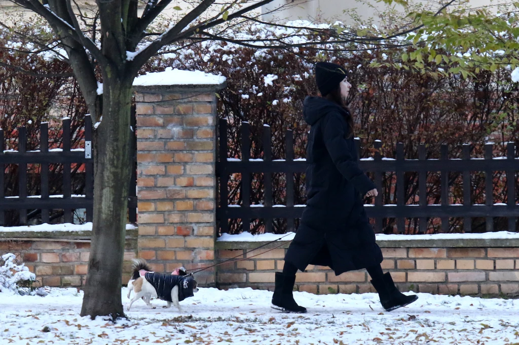 Marta Kaczyńska przyłapana na spacerze z pupilami Marta Kaczyńska przyłapana na spacerze z pupilami