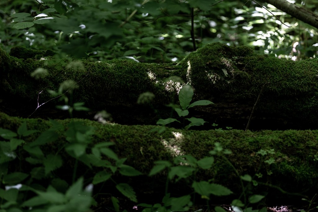 Puszcza Białowieska to unikat w skali światowej