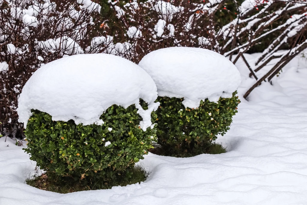 Ciężki śnieg uszkadza delikatną roślinność