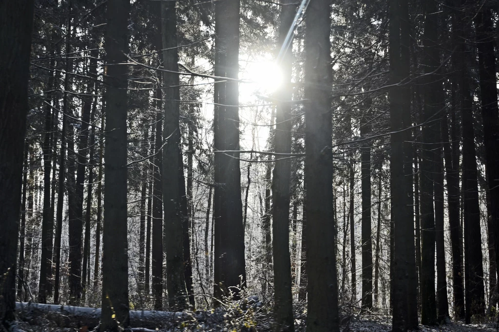 Zima w Białowieży