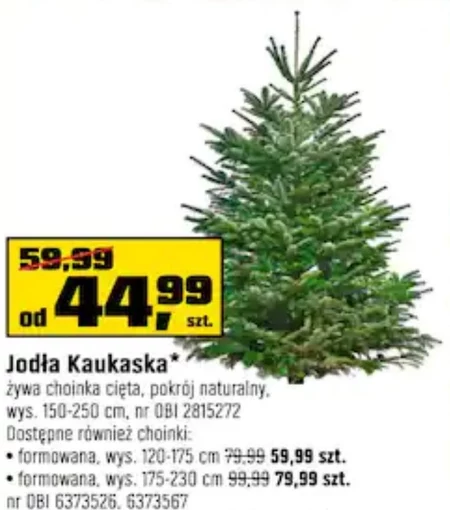 Jodła kaukaska