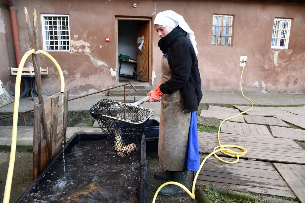 Mniszki ze Staniątek sprzedają karpie ze stawów przy klasztorze już od ponad dekady
