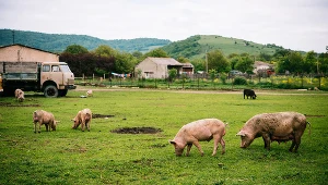Co najmniej jedna czwarta gruntów rolnych w UE ma być zarezerwowana dla rolnictwa ekologicznego (zdj. ilustracyjne)