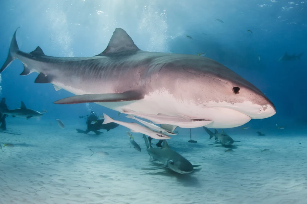 Większość rekinów woli unikać kontaktu z człowiekiem