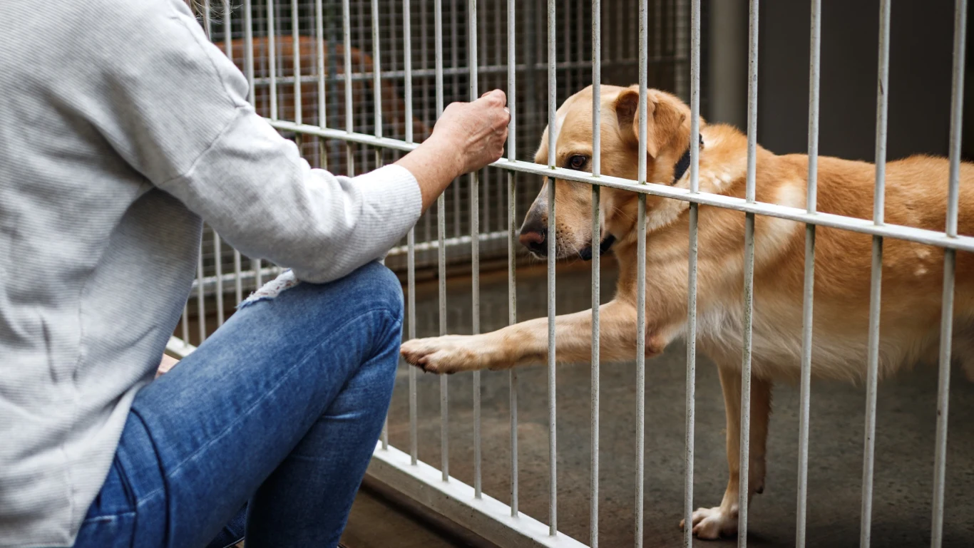 Kolejne polskie schronisko zdecydowało się wstrzymać adopcje zwierząt przed świętami Bożego Narodzenia. Wcześniej taką decyzję podjęło m.in. schronisko w Białymstoku Kolejne polskie schronisko zdecydowało się wstrzymać adopcje zwierząt przed świętami Bożego Narodzenia. Wcześniej taką decyzję podjęło m.in. schronisko w Białymstoku