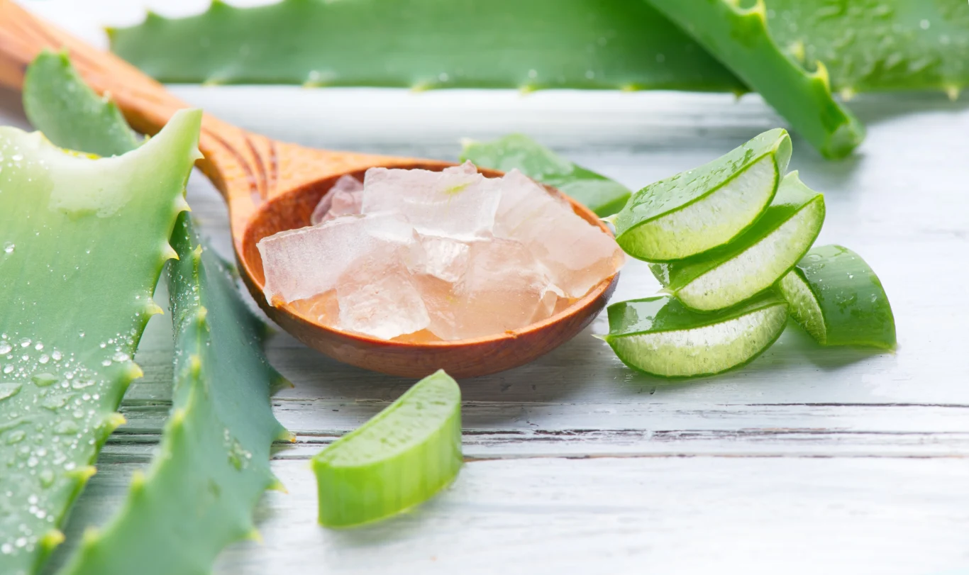 Na co pomaga aloes do picia? Waciwoci i dawkowanie - Kobieta w INTERIA.PL