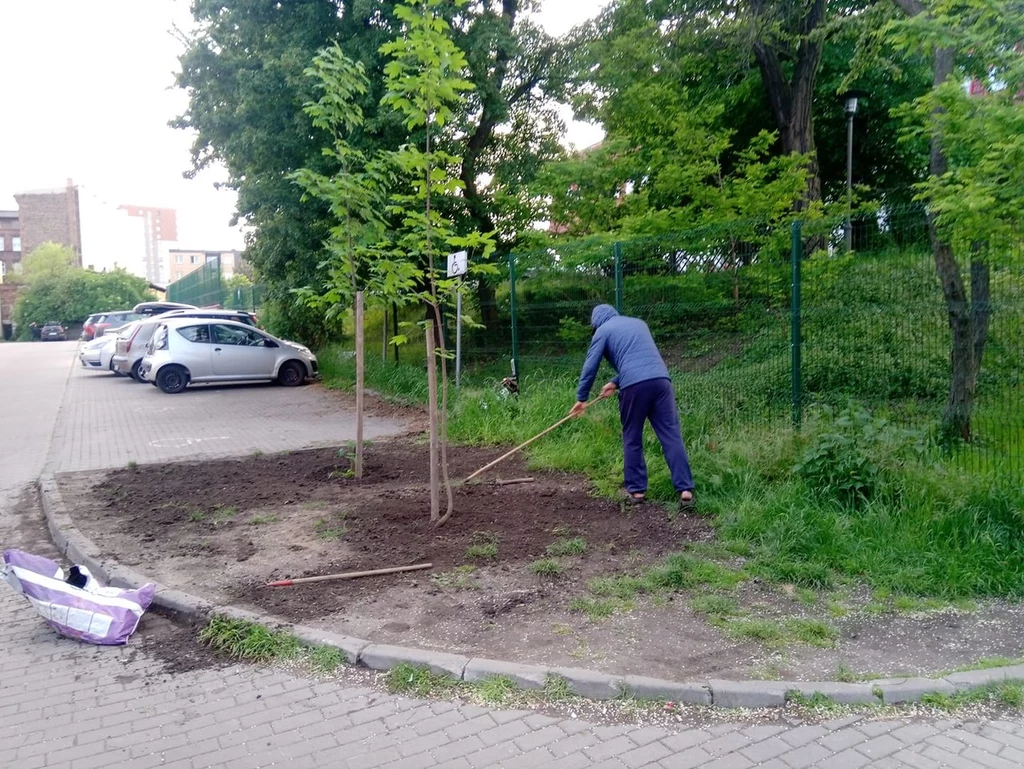 Partyzantka ogrodnicza w akcji. Sadzenie drzew na miejsce dzikich parkingów