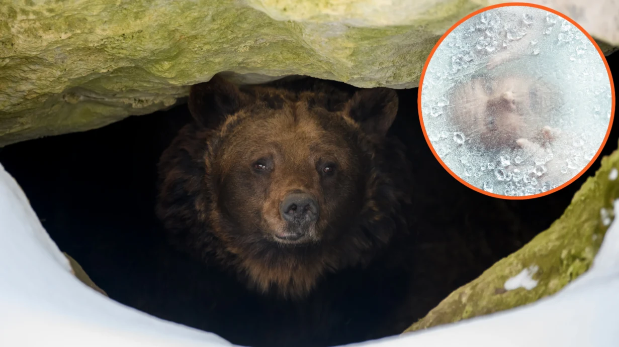 Kto chciałby pójść spać i obudzić się dopiero wiosną? Czyli jak działa hibernacja i czy człowiek by ją przetrwał? Kto chciałby pójść spać i obudzić się dopiero wiosną? Czyli jak działa hibernacja i czy człowiek by ją przetrwał?