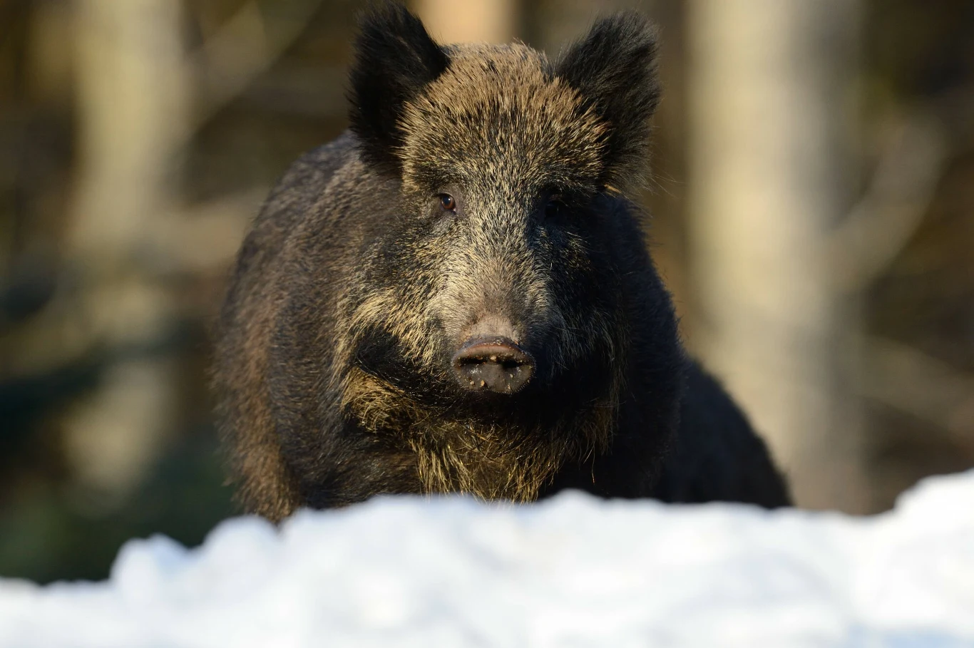 Strażnicy miejscy myśleli, że mają do czynienia z dzikiem Strażnicy miejscy myśleli, że mają do czynienia z dzikiem