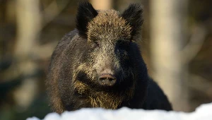 Strażnicy miejscy myśleli, że mają do czynienia z dzikiem