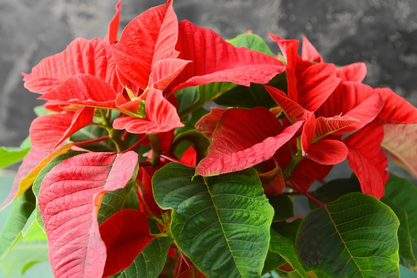 Jeśli chcesz, aby twoja poinsecja wyglądała zjawiskowo, zadbaj o zdrowie rośliny. Wiesz, jakie są najpopularniejsze choroby gwiazdy betlejemskiej? Jeśli chcesz, aby twoja poinsecja wyglądała zjawiskowo, zadbaj o zdrowie rośliny. Wiesz, jakie są najpopularniejsze choroby gwiazdy betlejemskiej?