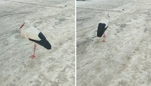 Bocian został zauważony na parkingu w Rabce-Zdroju